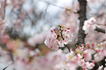 桜　サクラ　さくら