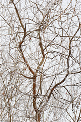 Bare branches of an old willow covered with snow on a light gray background