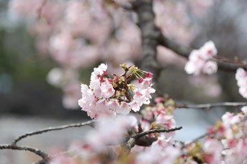 桜　サクラ　さくら