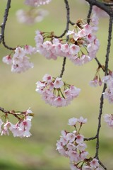 桜　サクラ　さくら
