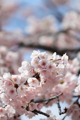 桜　サクラ　さくら