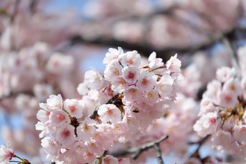 桜　サクラ　さくら