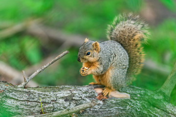 A ground squirrel feeds on a large pecan