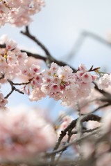 桜　サクラ　さくら