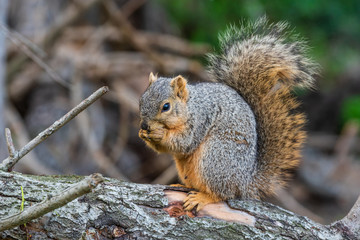 Naklejka na ściany i meble A ground squirrel feeds on a large pecan