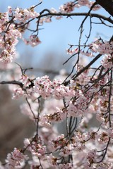 桜　サクラ　さくら