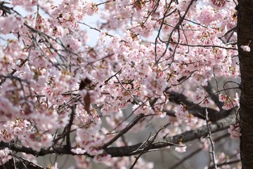 桜　サクラ　さくら