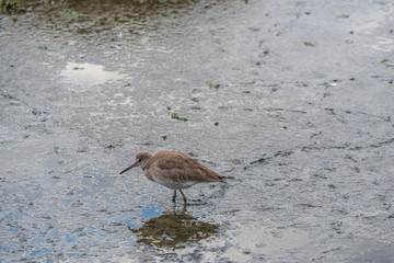 Coastal Willet Bird Looks For Food