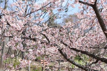 桜　サクラ　さくら
