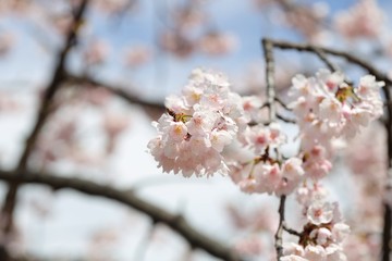 桜　サクラ　さくら
