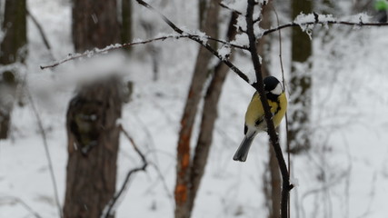 great tit on a branch