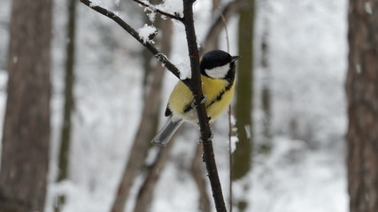 great tit on branch