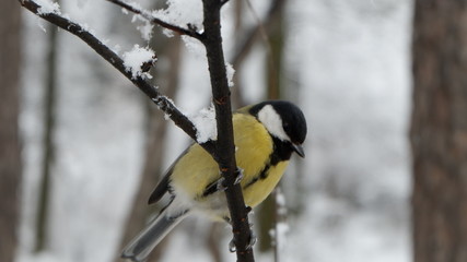 great tit on a branch