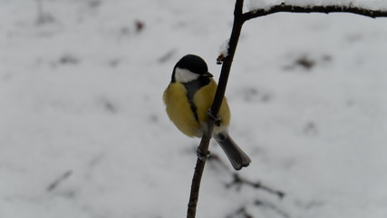 tit on a branch