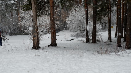 road in winter forest