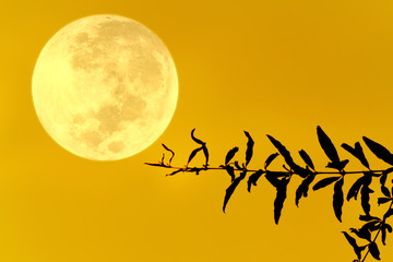 Bright moon and silhoette tree branch on yellow sky.