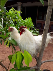rooster on farm