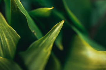 Obraz premium here are many green leaves. a very simple creative photo that can be used as a background image. the leaves are vibrant and very beautiful. the leaves can be found in a garden and look very organic. 