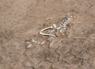 The signs of drought are evident with the bones lying on the dry cracked soil