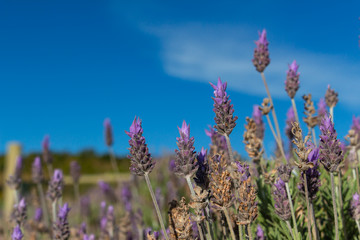 Brazilian lavender flowers (2)