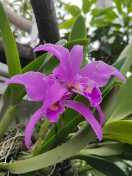 Guarianthe Skinneri Family Of Orchidaceae. Beautiful Orchid in The Garden. Perfect for Flower Background.