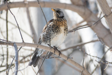 Cute Eurasian thrush sitting in the branch  (Turdus)
