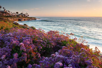 Sunset during spring bloom at La Jolla Beach, San Diego, California. - obrazy, fototapety, plakaty