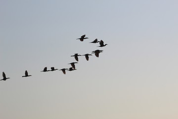 Vuelo en v
