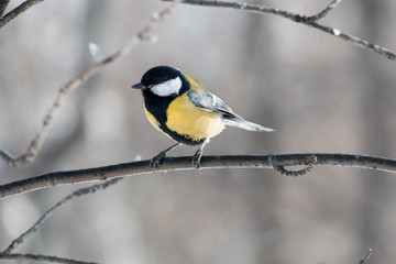 Great titmouse sitting on a  branch in the garden
