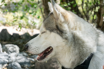 The dog is sitting in profile on the nature. Husky. enjoys the walk. face of the dog.
