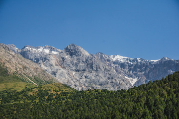 forest on a background of mountains