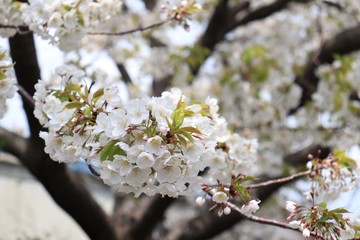 桜　サクラ　さくら