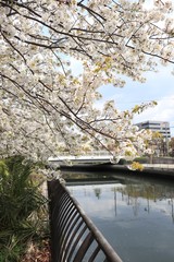 Obraz premium 桜 サクラ さくら