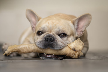 Cute french bulldog lying on ground with rawhide in his mouth. 