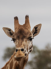 Giraffe close up