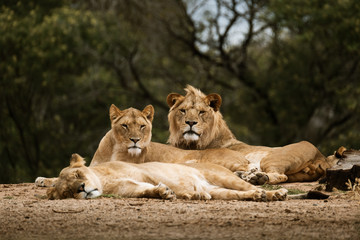 Fototapeta na wymiar three lions at Werribee Open Range Zoo