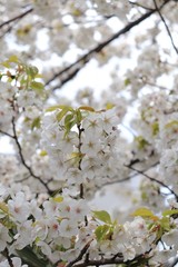 桜　サクラ　さくら
