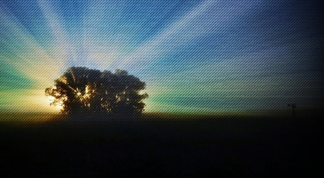 Landscape With Blue Gum Trees At Sunrise