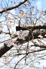 桜　サクラ　さくら