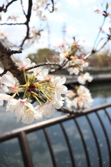 桜　サクラ　さくら