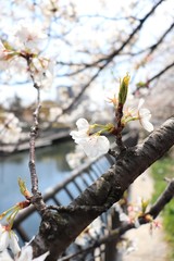 桜　サクラ　さくら