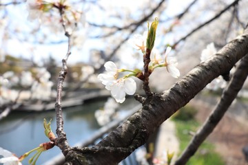 桜　サクラ　さくら