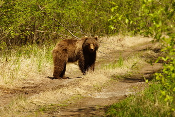 Plakat bear, animal, brown, wild, brown bear, wildlife, nature, grizzly, mammal, grizzly bear, alaska, predator, forest, ursus arctos, ursus, zoo, fur, carnivore, dangerous, black, danger, cub