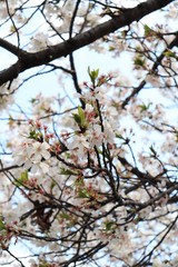桜　サクラ　さくら