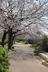 桜　サクラ　さくら