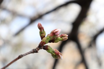 桜　サクラ　さくら