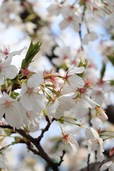 桜　サクラ　さくら
