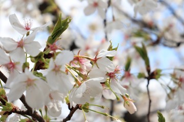 桜　サクラ　さくら
