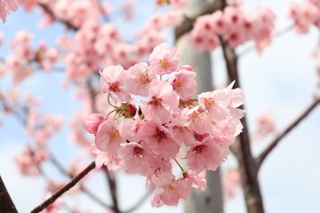 桜　サクラ　さくら