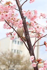 桜　サクラ　さくら